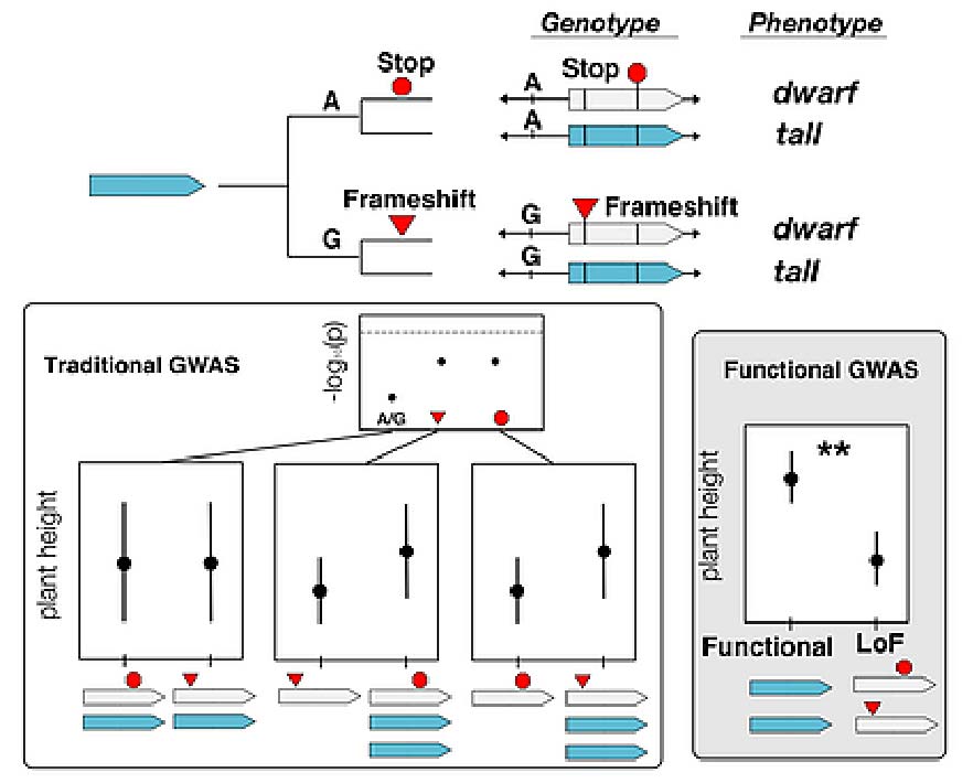 Figure 1. Illustration of a theoretical gene affecting plant height hidden from traditional GWAS, but identifiable using functional GWAS. 