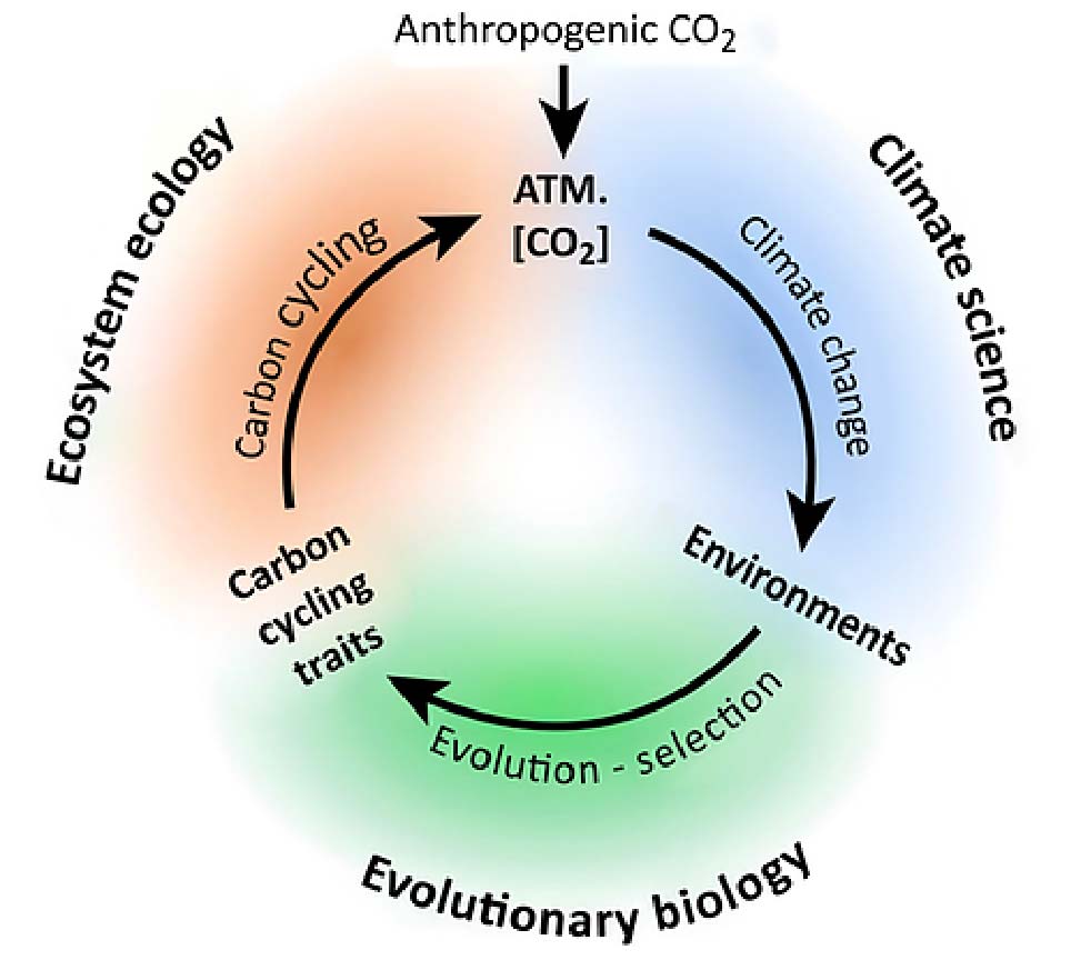 Figure 3. The evolution of carbon cycling traits in response to climate change. From Monroe et al. 2018 Trends in Ecology and Evolution.