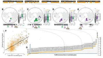 Drought adaptation by extensive genetic loss-of-function in Arabidopsis thaliana