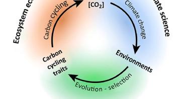 Ecoevolutionary Dynamics of Carbon Cycling in the Anthropocene
