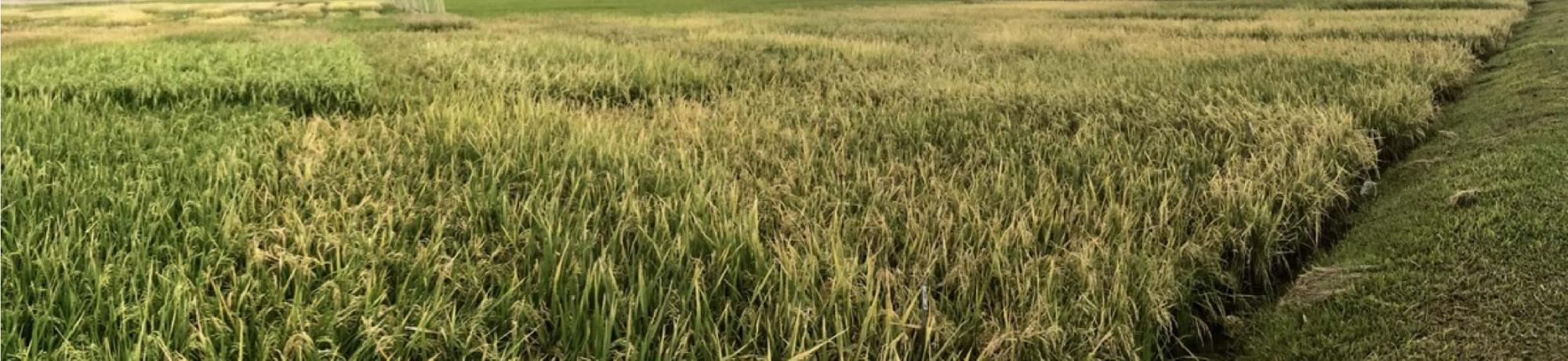 crops